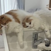 シンクにいた猫