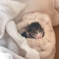毛布に包まれる赤ちゃん猫
