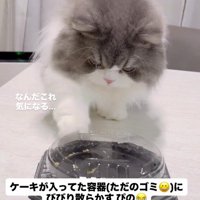 ケーキの容器に前足を触れる猫