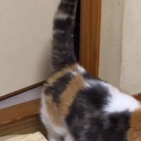 垂直に立つ猫のしっぽ