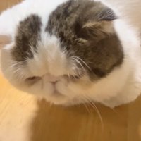 香箱座り
