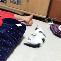 男の子の隣で眠る子猫