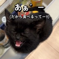 目を閉じる子猫