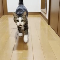 駆け寄ってくる姿