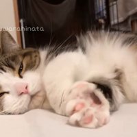 寝転がって、前足を伸ばす猫