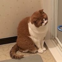 風呂場のドアを見つめる猫