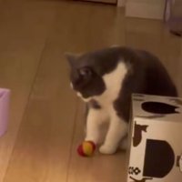 ボールを足元に置いた猫