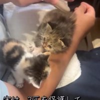 2匹の子猫