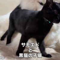 犬の顔に体をすり寄せて甘える子猫