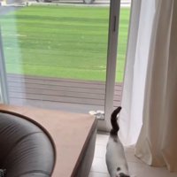 走る猫