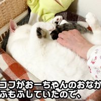母ちゃんにモフモフされるおーちゃんさん