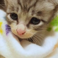 アップ