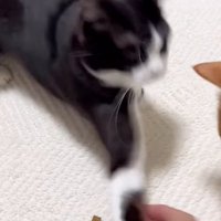 手に猫パンチする猫
