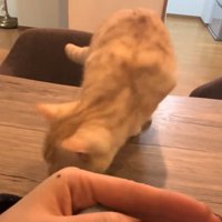 テーブルの上に登る猫