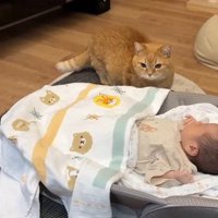 赤ちゃんを見る姿