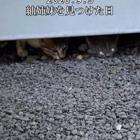 隠れている子猫