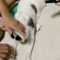 頭をなでられる猫