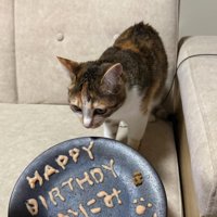 ソファの上から文字が書かれたお皿を見つめる猫