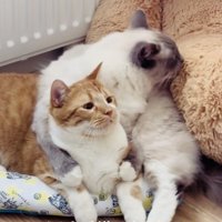 クマのぬいぐるみを毛繕いするラグドール