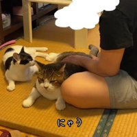 凝視する猫
