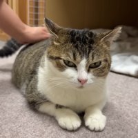 なでられる猫
