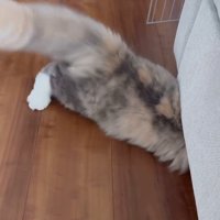 ソファーの下に入る猫