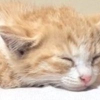 寝ている子猫の顔