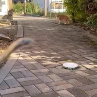 にぼしを見つめる子猫