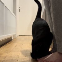 ママさんの足にスリスリする黒猫