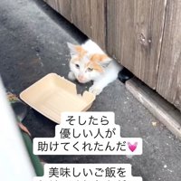建物の隙間から頭を出している猫
