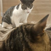 怒ってるキジ白猫