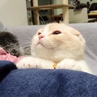 飼い主の脚に手を置く猫