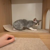 棚の中の子猫
