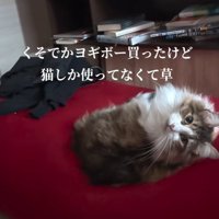 ビーズソファーでくつろぐノルウェージャンフォレストキャット