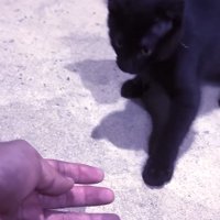 手に警戒する子猫