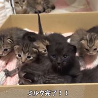 ミルクを飲んだ子猫たち