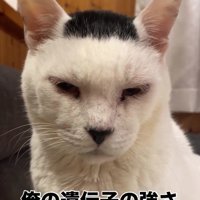 目を開いている白黒猫