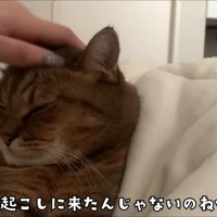 飼い主になでてもらう猫
