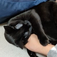 飼い主の腕を枕にする黒猫