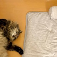 眠る猫の上半身とひんやりマット
