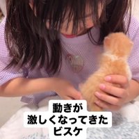 女の子と子猫