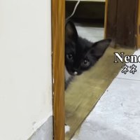 壁からのぞいている黒猫