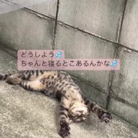 仰向けの猫