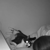 飼い主を見つめる猫