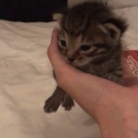保護されたばかりの赤ちゃん猫