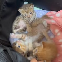 保護された3匹の子猫