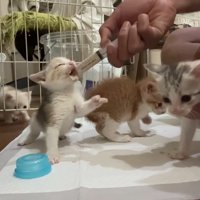 ミルクを飲む猫