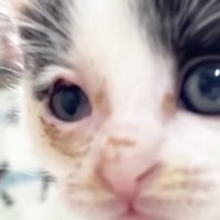顔の近くまでくる白黒子猫