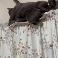 落ちそうになる猫
