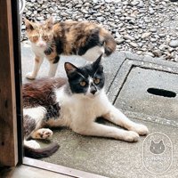 外にいる猫の親子